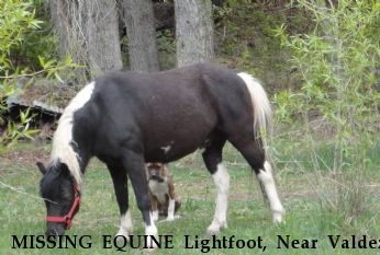 MISSING EQUINE Lightfoot, Near Valdez, NM, 87580